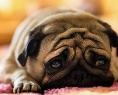 养巴哥最大的忌讳，应该说有这些注意的地方