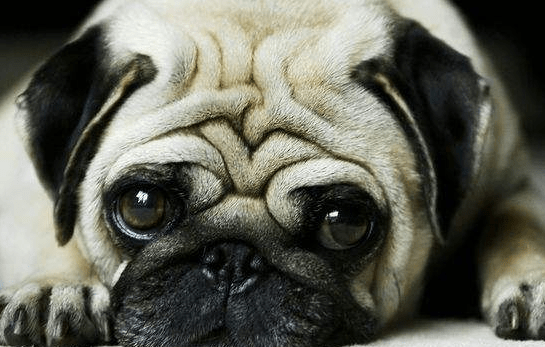 犬瘟能治好吗，又该如何治疗你知道吗？