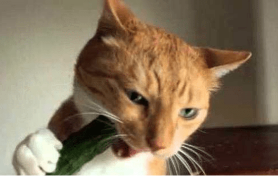 猫为什么怕黄瓜?不是怕其实是因为这个原因