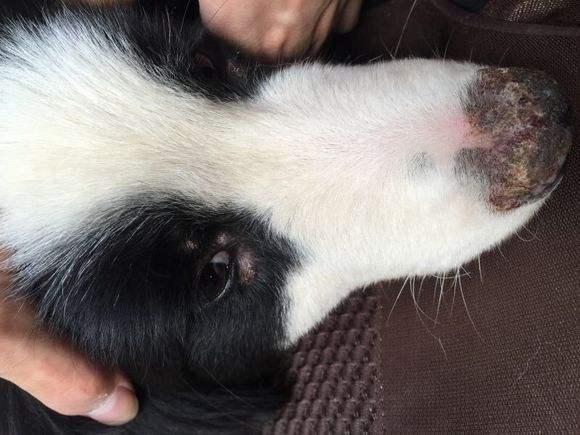 边境牧羊犬拉肚子怎么办?不要慌先查看原因