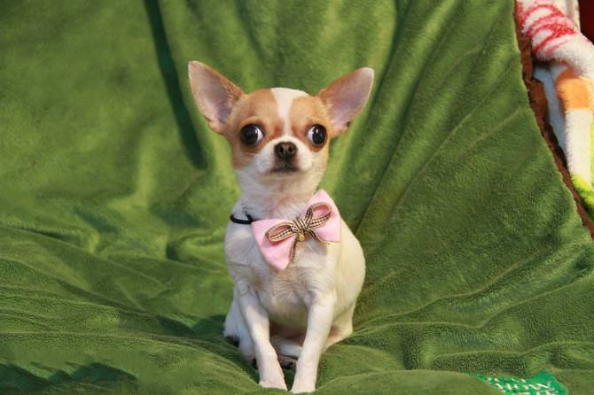 吉娃娃吃什么狗粮好 切记这几点至关重要