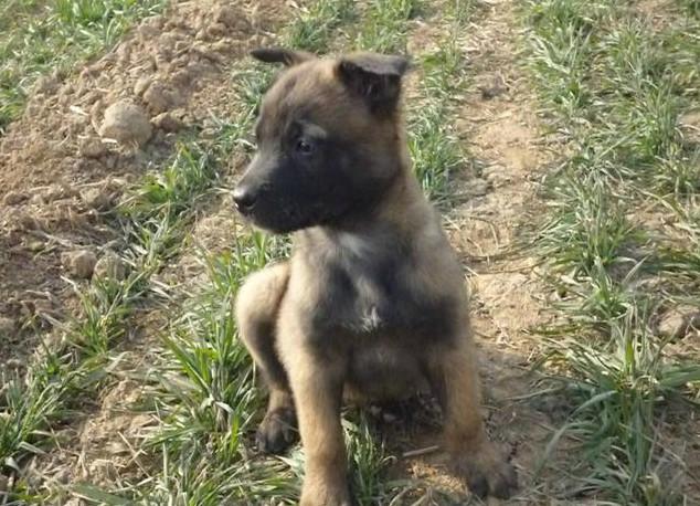 小马犬怎么训练?专家为你支招