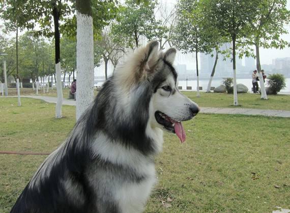 阿拉斯加犬训练方法,新手小白可以看看