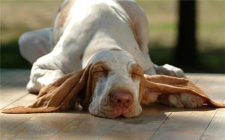 有狂犬病的狗能活多久?狂犬病知识解答