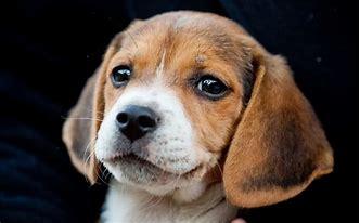 比格犬吃什么狗粮好?合适的才是最好的