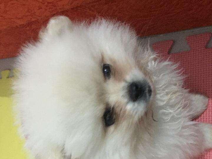 博美狗老死的症状,无一另外都会是这种样子