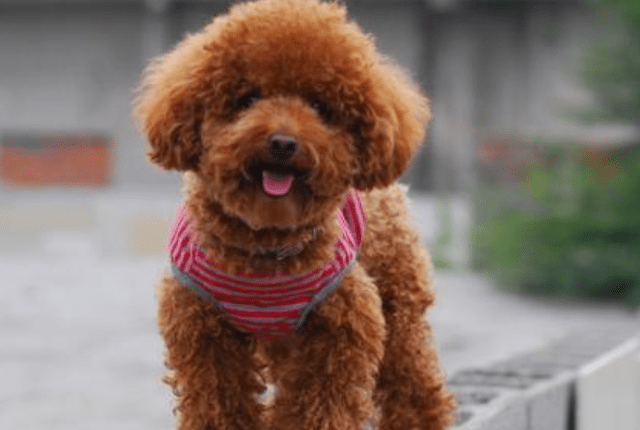 贵宾犬对主人忠诚吗?其实完全可以相信它们