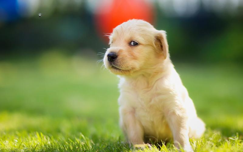 金毛犬怎样训练?看专业训练师怎么说