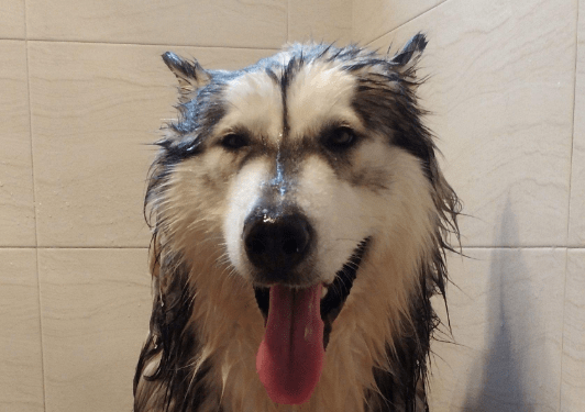 阿拉斯加拉稀怎么办,肠胃问题要注意!