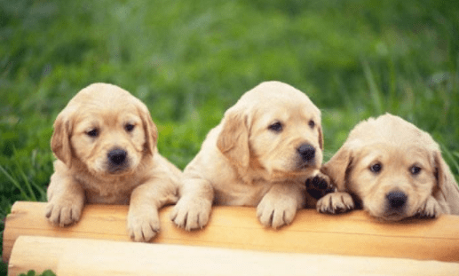 拉布拉多不叫怎么办？试着这样训练下