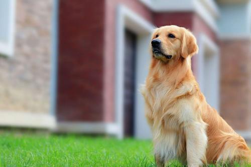 金毛犬体味重吗?怎么处理它的他体味