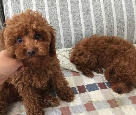 狗能听懂人话吗?肯定是听不懂的