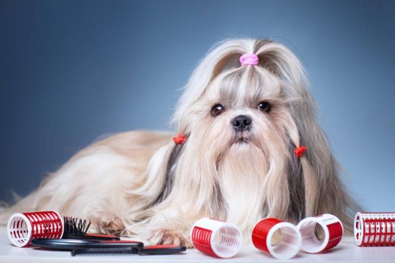 西施犬和约克夏的区别,简直不要太像
