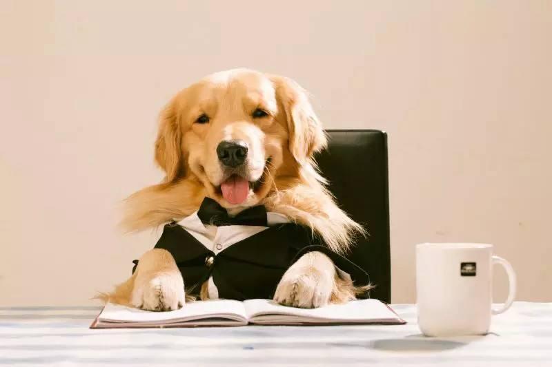 狗狗可以吃鸡蛋吗？这个还真可以吃