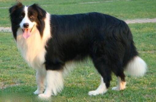 养边牧的禁忌，这些方面需要注意