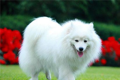 银狐犬怎么训练？这些训养诀窍你要知道