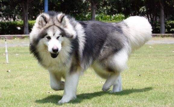 阿拉斯加吃什么狗粮? 合适的才是最安心的