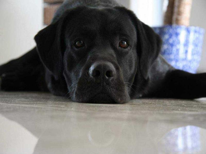 拉布拉多是大型犬吗?体型上就能看出来