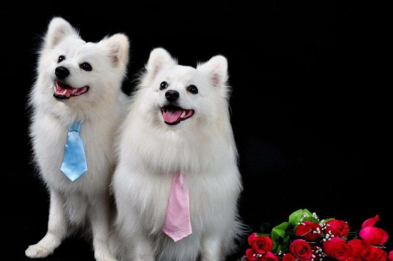 白博美和银狐有区别吗?外形性格差异都很大