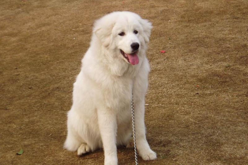 大白熊犬训练方法,套路都是一样的就看如何执行