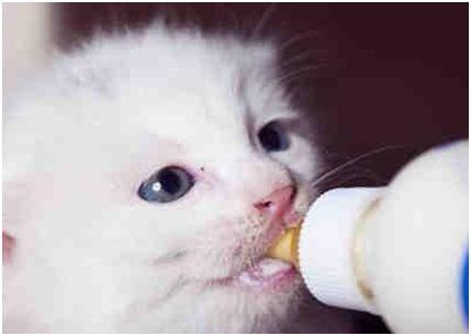 刚出生的小猫吃什么?这几种食物要必备