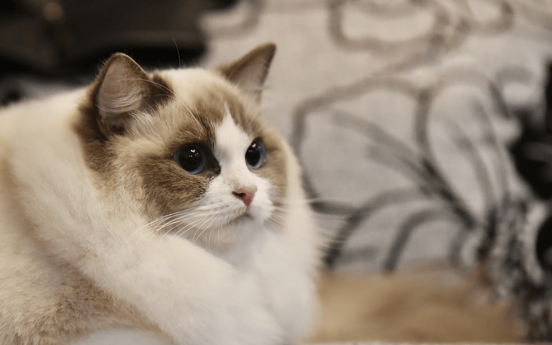 布偶猫粘人程度,超乎你的想象