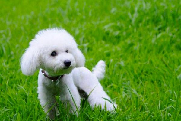 贵宾犬耳朵小体型就小吗？具体的情况是这样的