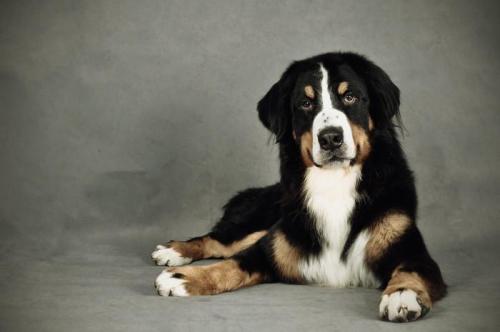 伯恩山犬为什么养的少,原因居然是这样的