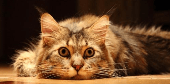 猫藓怎么治疗？主要的治疗手段有这些