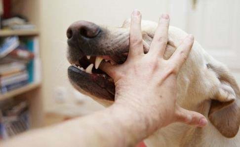 人得了狂犬病能治好吗?几乎无可能