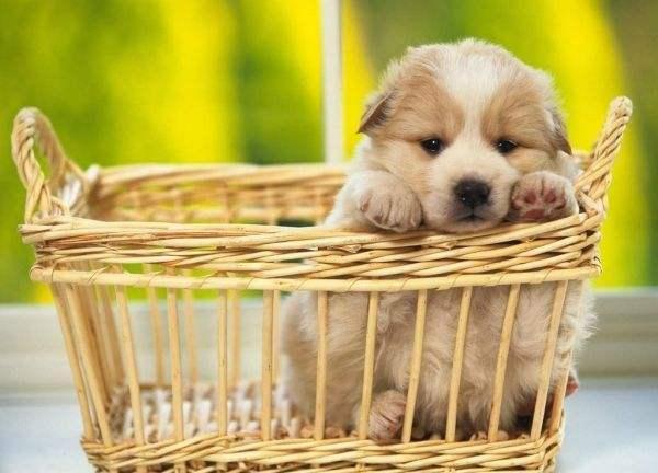 小狗狗拉稀怎么办？先找具体原因再对症治疗