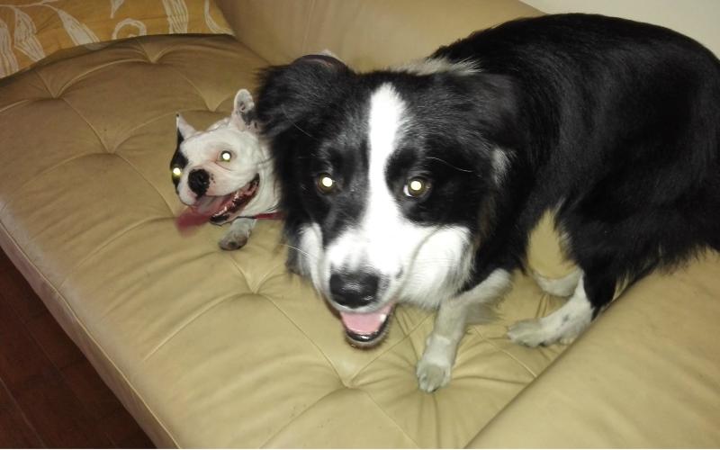 边境牧羊犬看门吗？这些内容让你放心