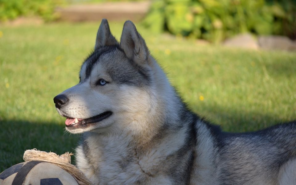 哈士奇怎么选?教你挑到心仪二哈