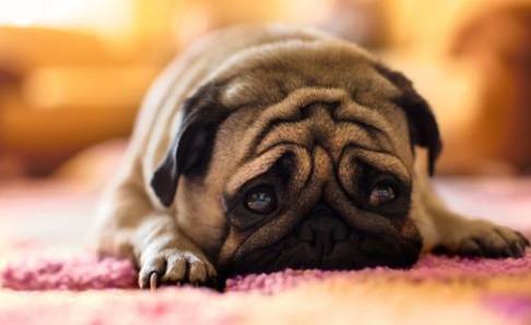 巴哥犬只认一个主人吗?初恋都是美好的