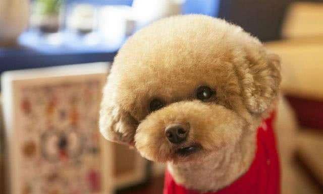 泰迪狗狗皮肤病传染吗？这些知识你要明白