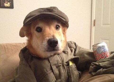 狗能喝啤酒吗？喝啤酒有什么后果