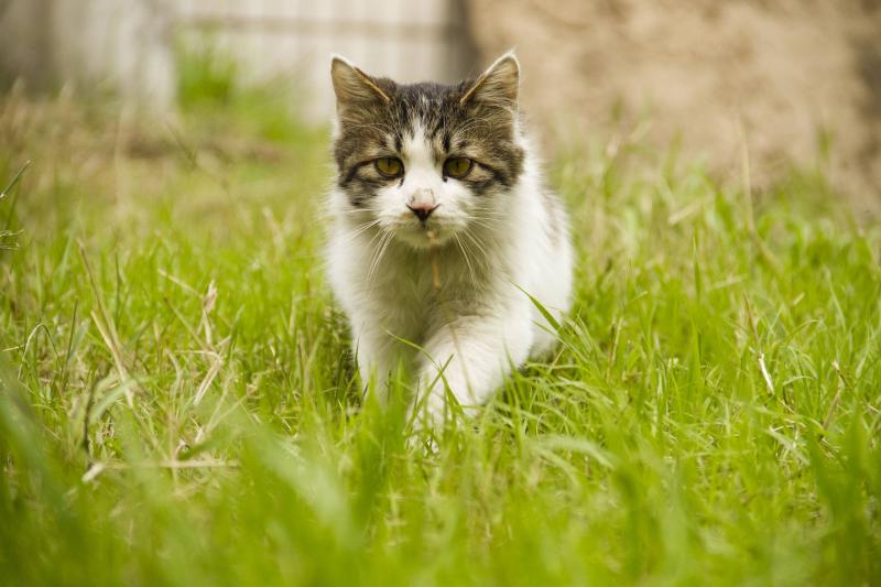 猫有跳蚤怎么办？这样才能彻底消除它们