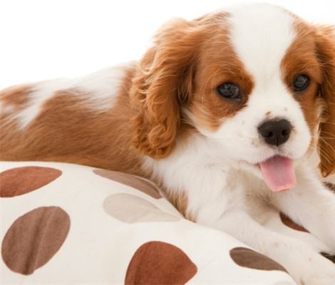 小狗眼屎多，小妙招帮你消除