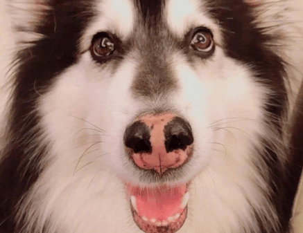 如何训练阿拉斯加幼犬?这些方法用了吗