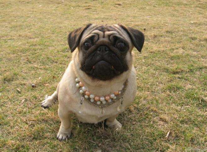 八哥犬的性格？到底是好还是坏呢