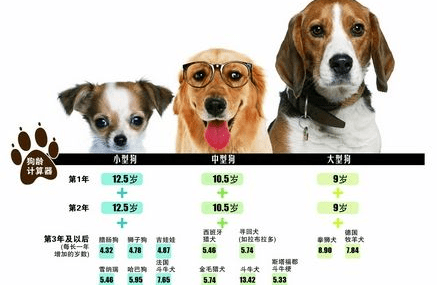 怎么看狗狗的年龄,这些方法都给你