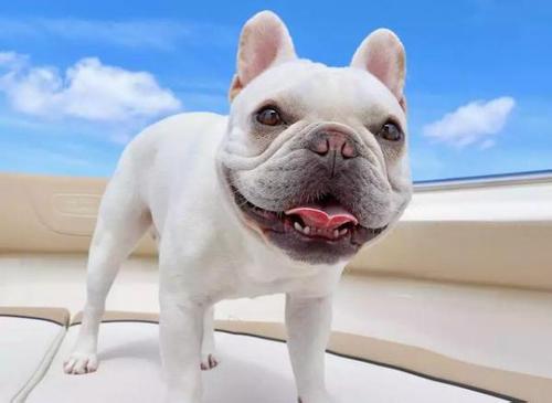 巴哥犬能长多大，标准身材的巴哥是这般