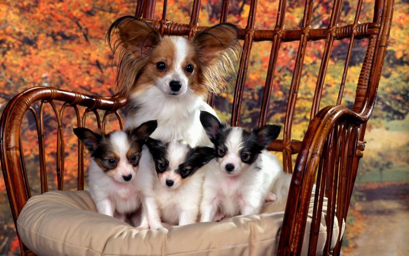 蝴蝶犬为什么那么凶?千万不要误会了它们