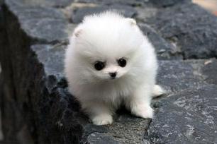 狗打喷嚏是怎么回事?先观察下找出具体原因