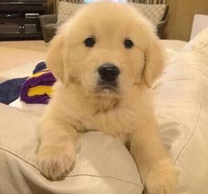 拉布拉多不会叫,查找下这些原因