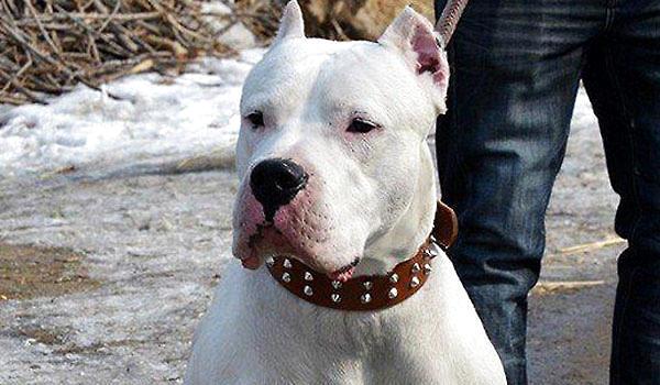 杜高犬怎么训练?杜高犬训练方法