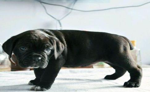 卡斯罗幼犬训练,该严厉的时候绝不温柔