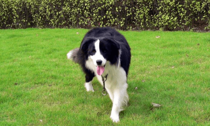 牧羊犬怎么样训练?  优不优秀就看你怎么训了