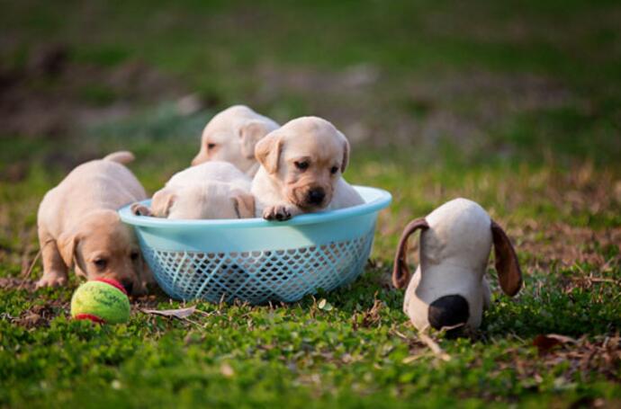 怎么选拉布拉多,这三点不能丢