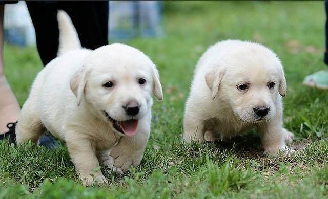拉布拉多的饲养技巧,把握好这几点就足够了